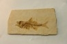 DAPALIS MACRURUS