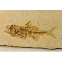 DAPALIS MACRURUS - oligocène de Provence - FRANCE