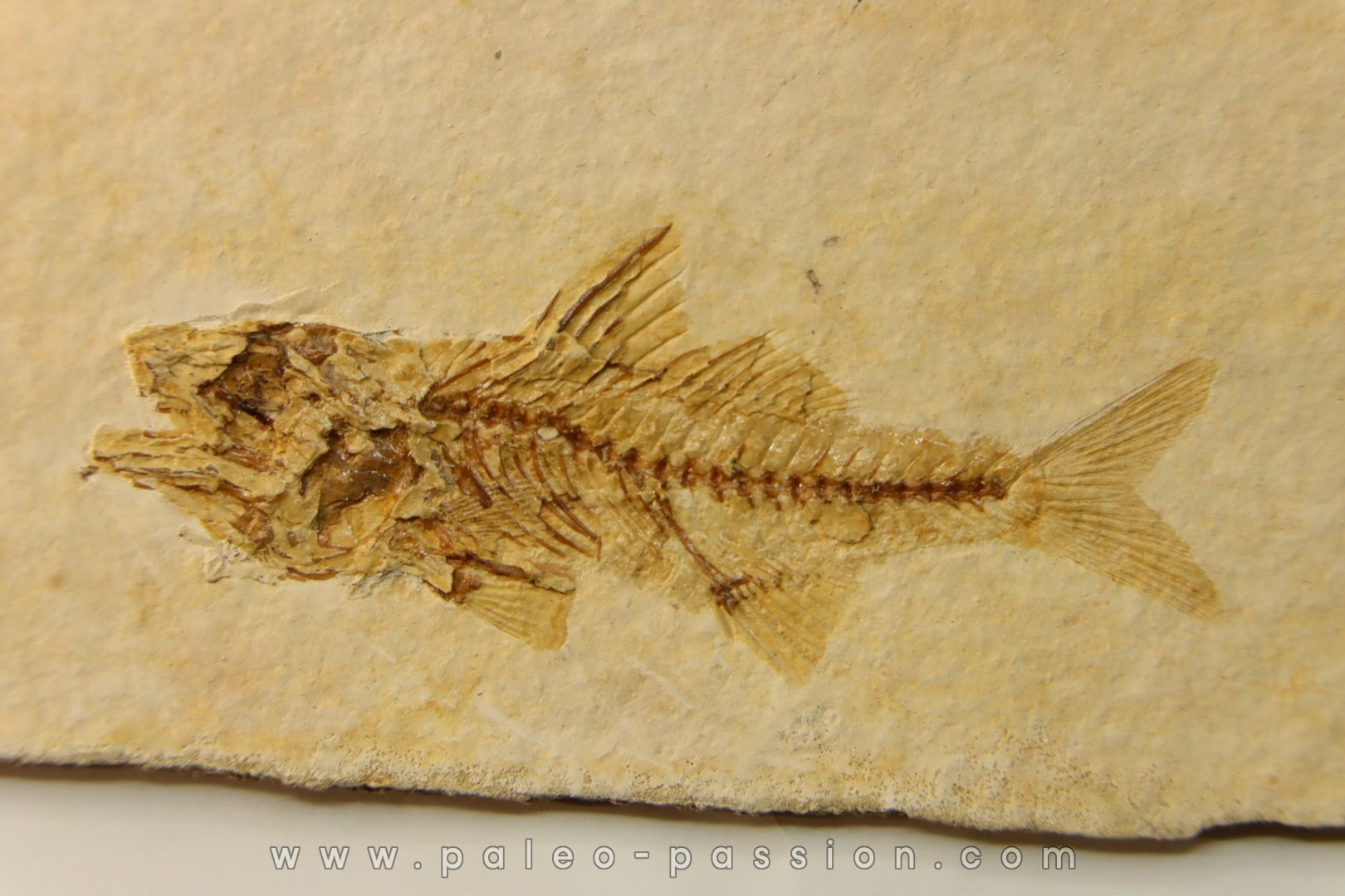 DAPALIS MACRURUS