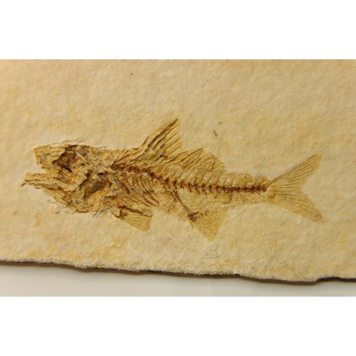 DAPALIS MACRURUS