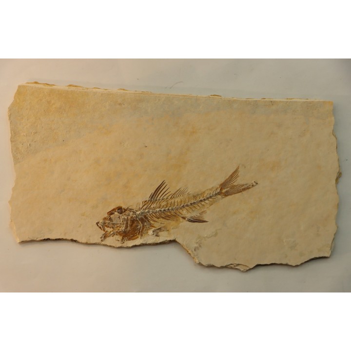 DAPALIS MACRURUS
