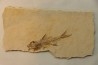 DAPALIS MACRURUS