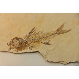 DAPALIS MACRURUS