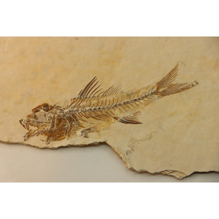 DAPALIS MACRURUS