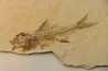 DAPALIS MACRURUS