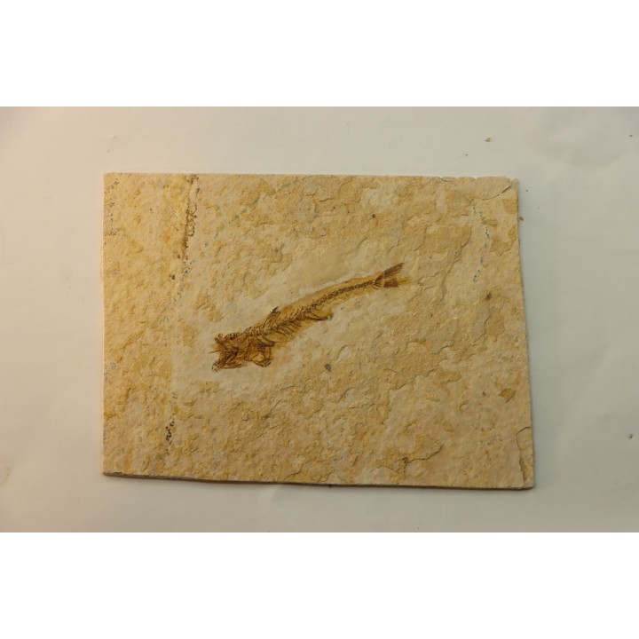 DAPALIS MACRURUS
