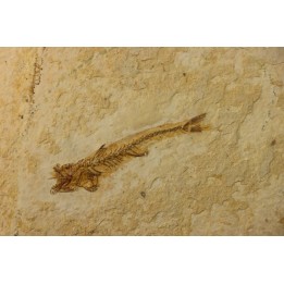 DAPALIS MACRURUS