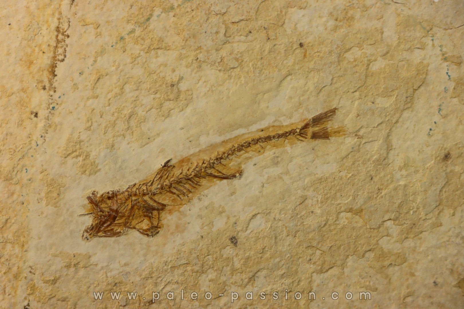 DAPALIS MACRURUS