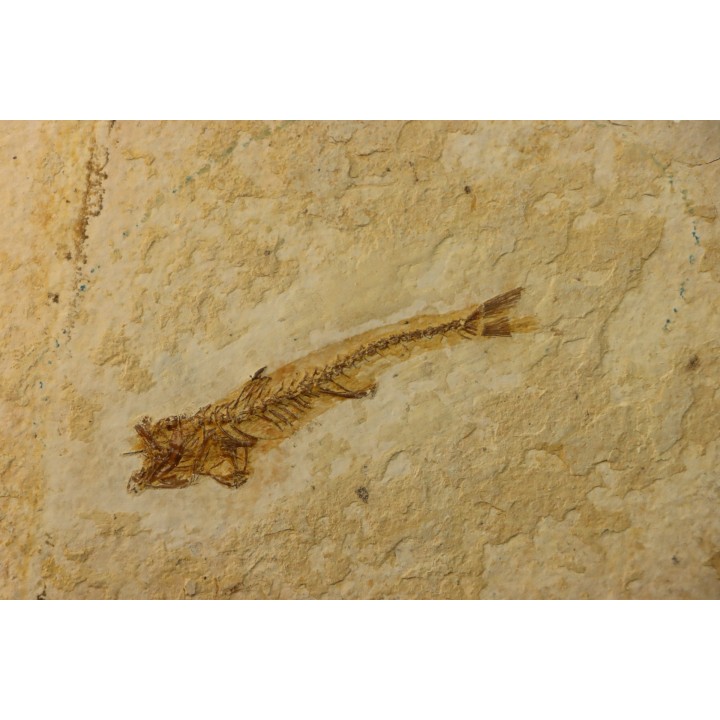 DAPALIS MACRURUS