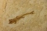 DAPALIS MACRURUS
