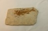 DAPALIS MACRURUS