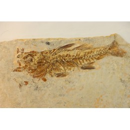 DAPALIS MACRURUS