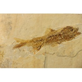 DAPALIS MACRURUS
