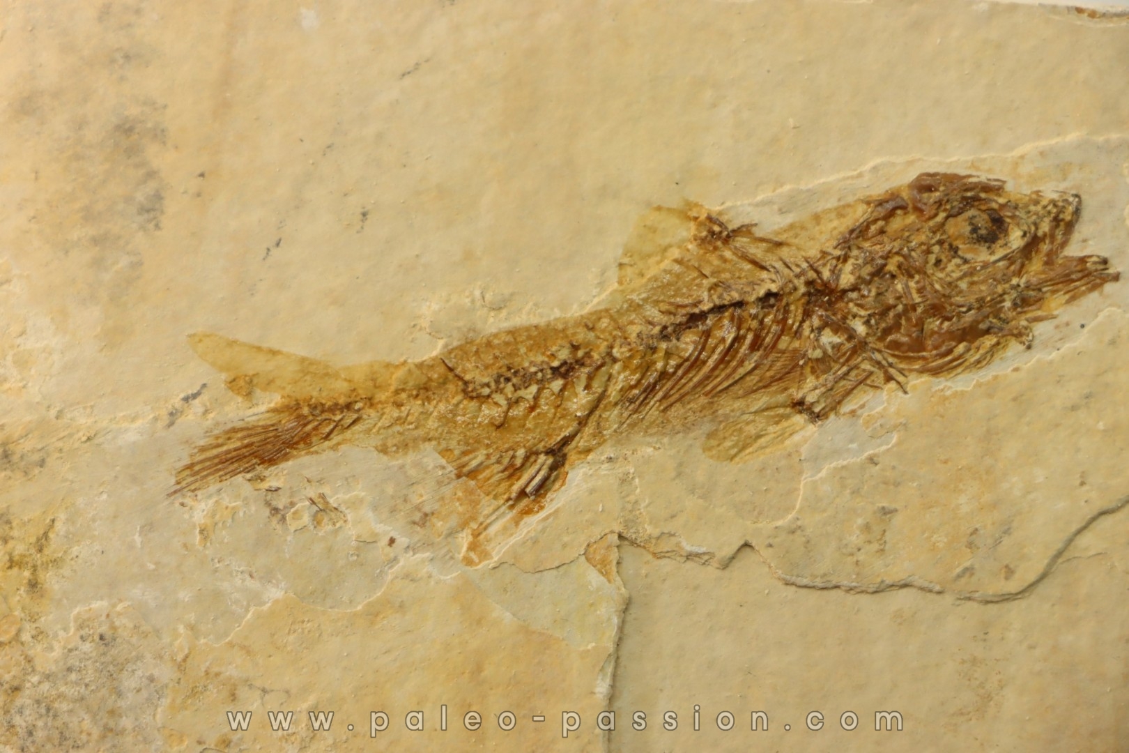 DAPALIS MACRURUS