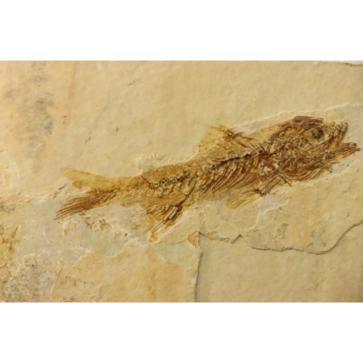 DAPALIS MACRURUS