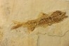 DAPALIS MACRURUS