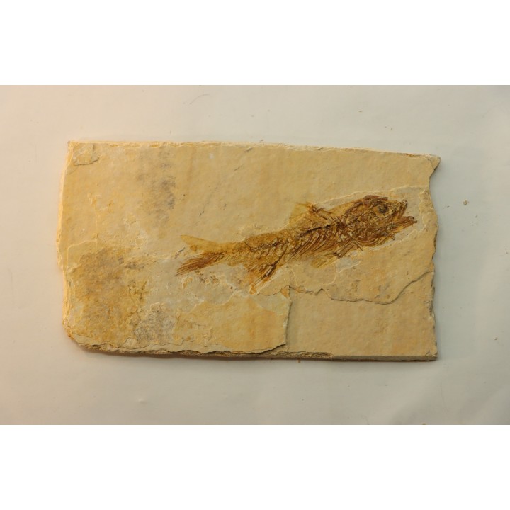 DAPALIS MACRURUS