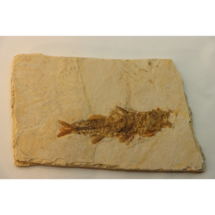 DAPALIS MACRURUS