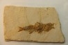 DAPALIS MACRURUS