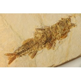 DAPALIS MACRURUS