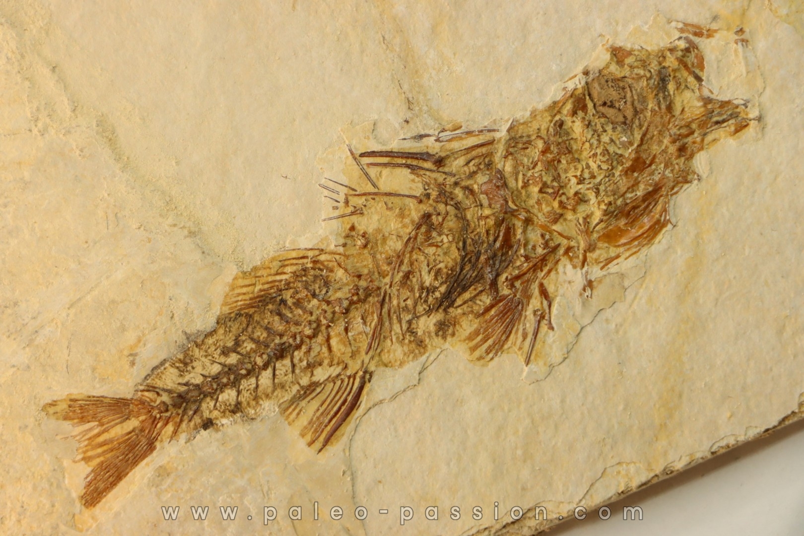 DAPALIS MACRURUS