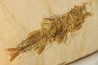 DAPALIS MACRURUS