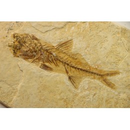 DAPALIS MACRURUS