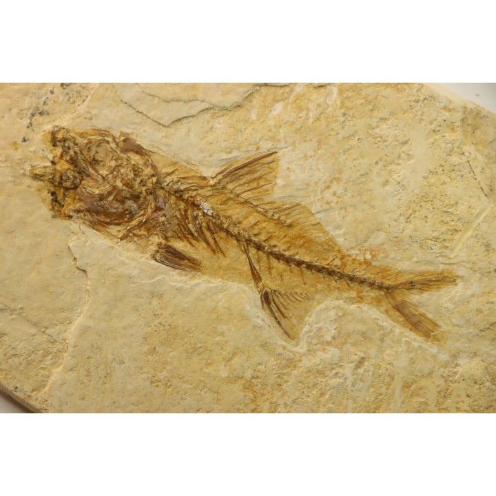 DAPALIS MACRURUS