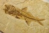 DAPALIS MACRURUS