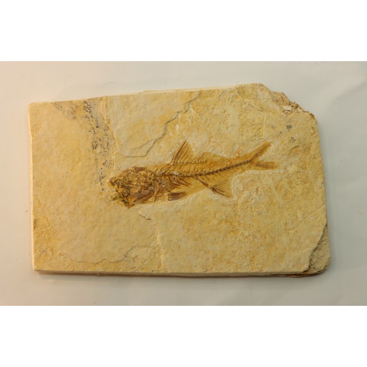 DAPALIS MACRURUS
