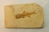 DAPALIS MACRURUS