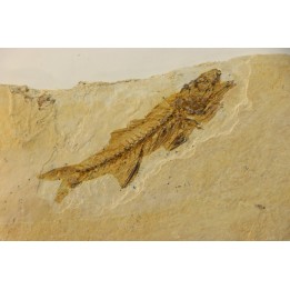 DAPALIS MACRURUS