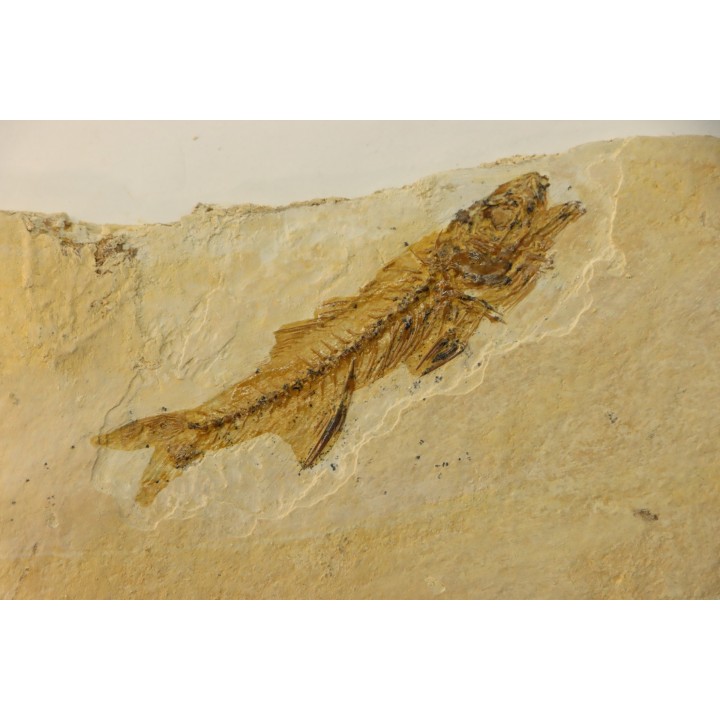 DAPALIS MACRURUS