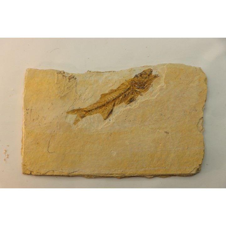 DAPALIS MACRURUS