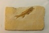 DAPALIS MACRURUS