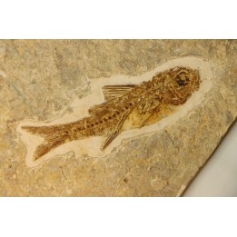 DAPALIS MACRURUS - oligocène de Provence - FRANCE