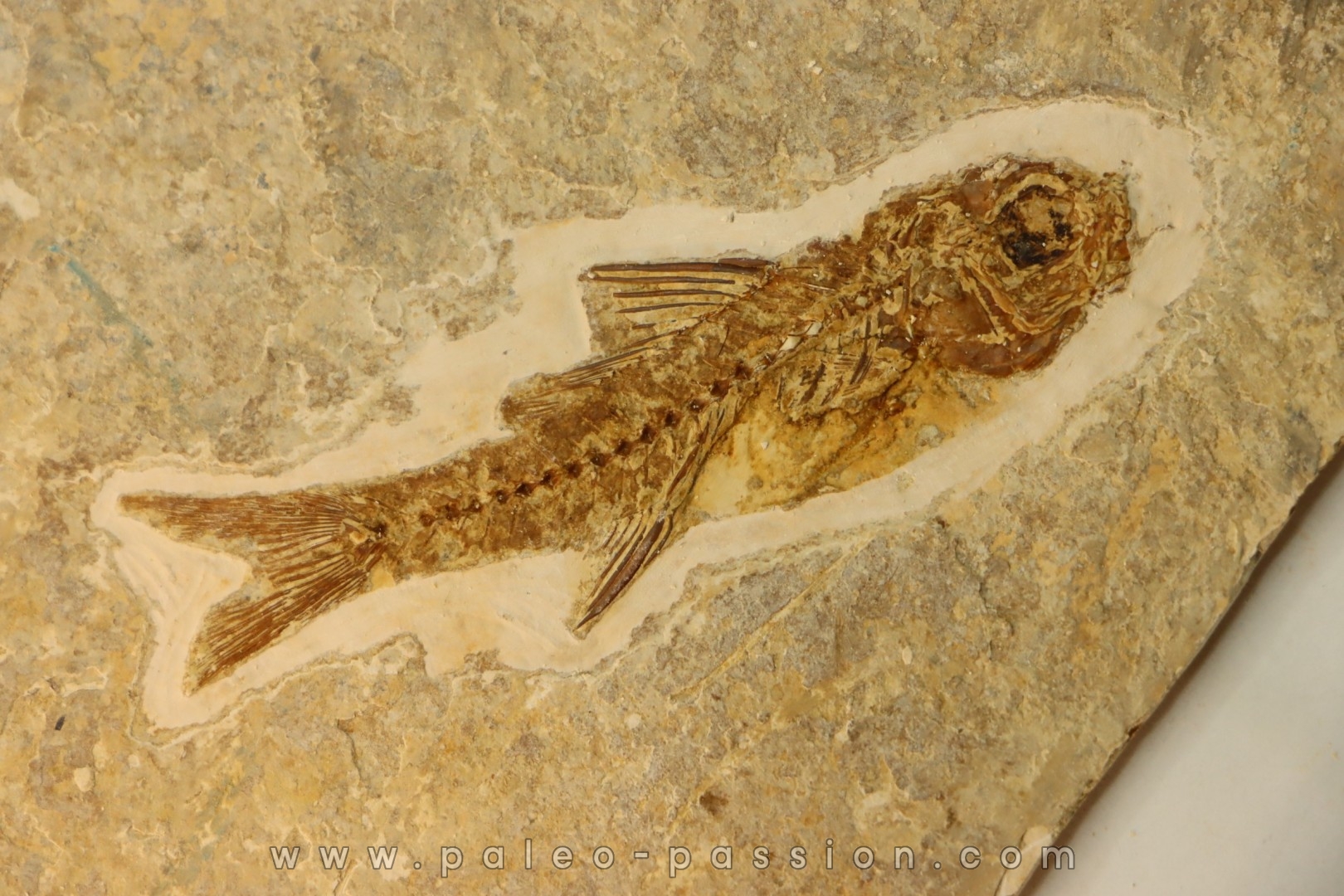 DAPALIS MACRURUS