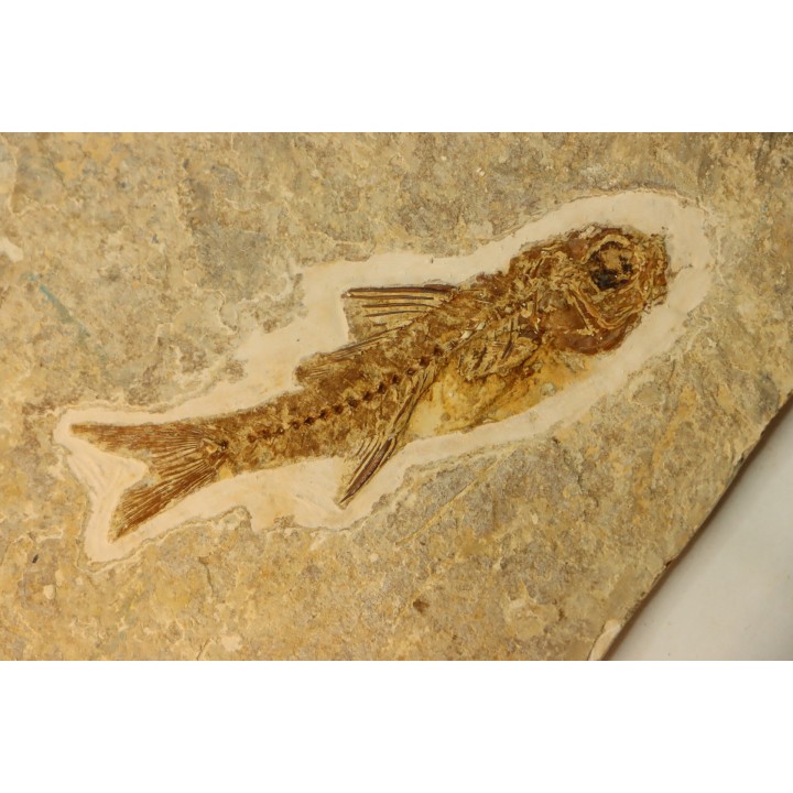 DAPALIS MACRURUS