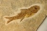 DAPALIS MACRURUS