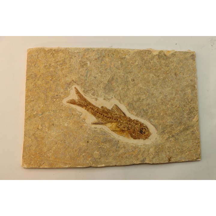 DAPALIS MACRURUS