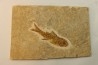 DAPALIS MACRURUS