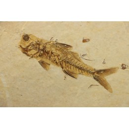DAPALIS MACRURUS