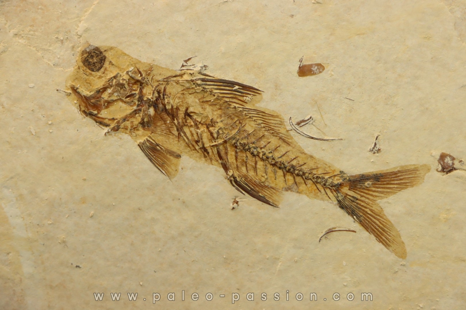 DAPALIS MACRURUS