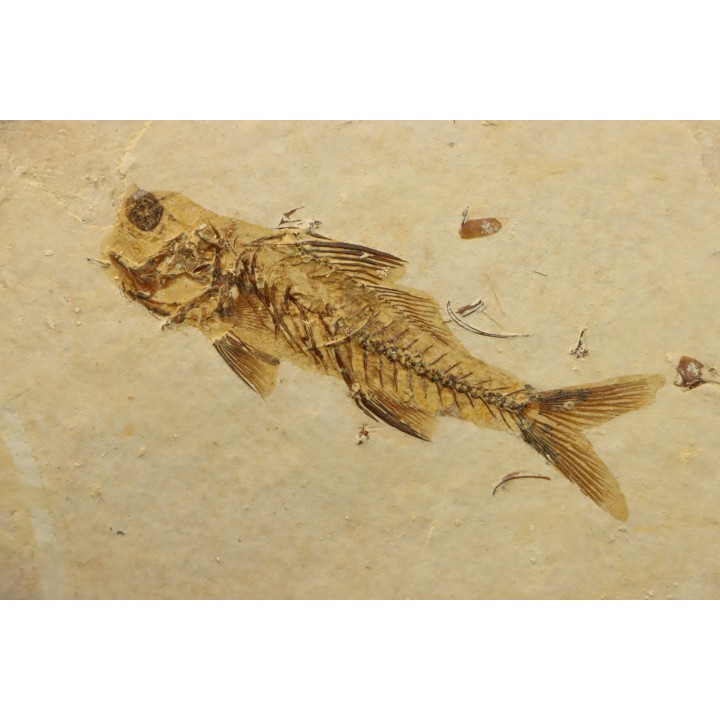 DAPALIS MACRURUS