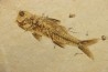 DAPALIS MACRURUS