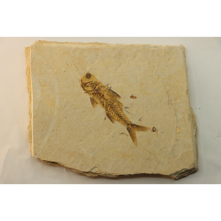 DAPALIS MACRURUS