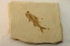 DAPALIS MACRURUS