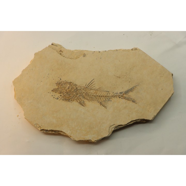DAPALIS MACRURUS