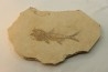 DAPALIS MACRURUS