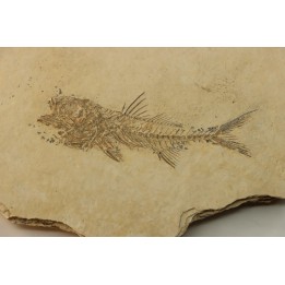 DAPALIS MACRURUS